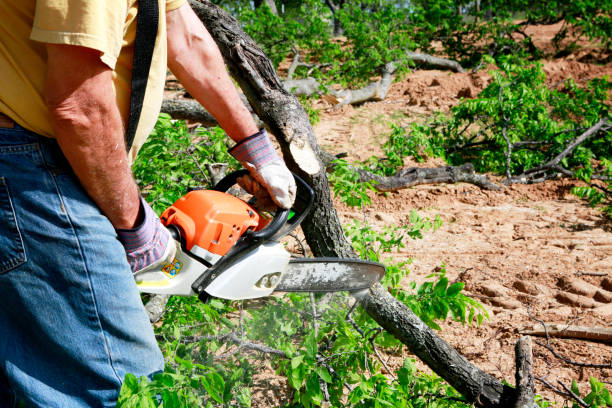 Best Tree Trimming and Pruning  in Brookdale, SC